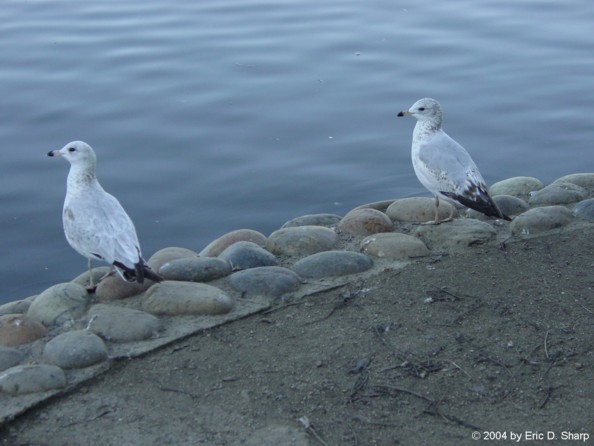 Birds