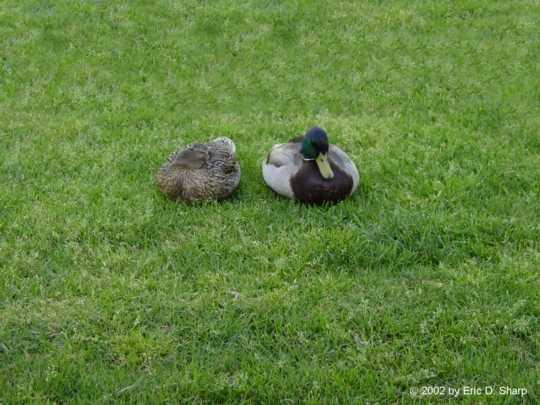 Ducks