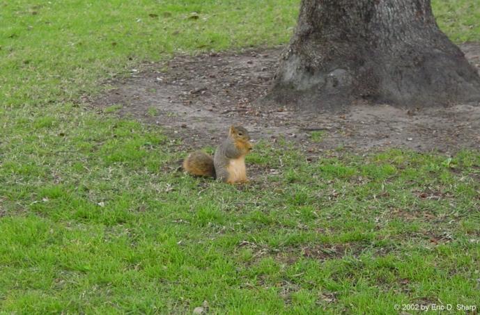 Squirrel