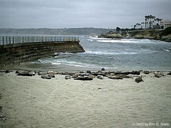 Seals