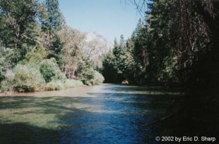 Sequoia