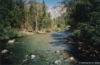 Sequoia