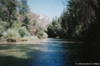 Sequoia