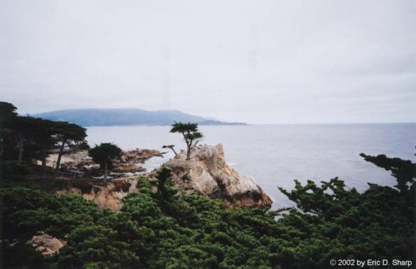Lone Cypress
