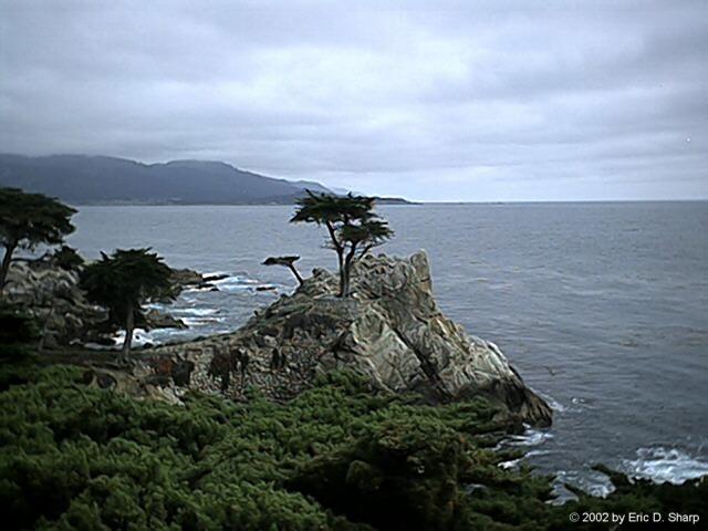 Lone Cypress