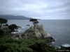 Lone Cypress 2