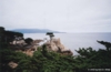 Lone Cypress