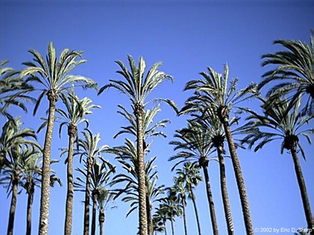Palm Trees