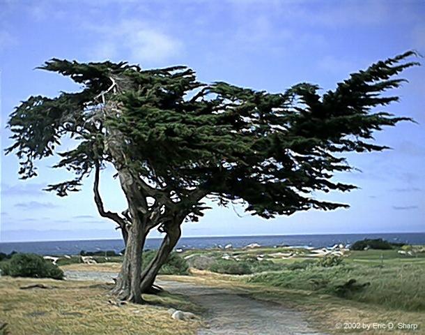 Tree at Point Pinos