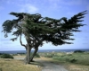 Tree at Point Pinos