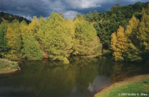Tree in Mendecino