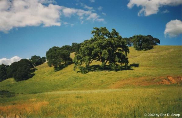 Tree in Solono