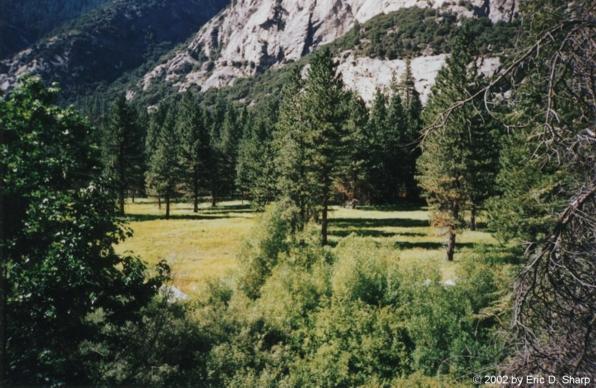 Trees in Sequioa
