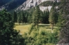 Trees in Sequoia