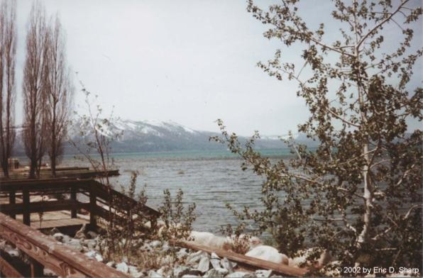 Trees in Lake Tahoe