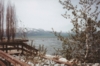 Trees in Lake Tahoe