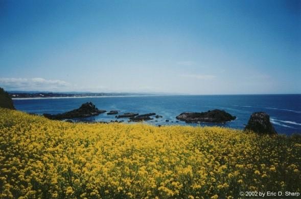 Yellow flowers